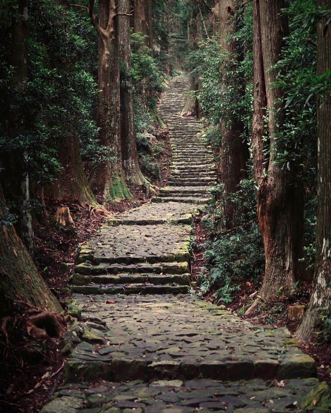 Visit Wakayamaのインスタグラム：「. ⠀ Reconnect with nature in Kumano. ⠀ The walking trails that crisscross the Kii mountain range are steeped in history and spiritual heritage. ⠀ From ancient shrines and temples to holy mountains and awe-inspiring waterfalls, Kumano is an ideal place to rejuvenate your mind and body. ⠀ 📸 @koichi1717⠀ 📍 Kumano Kodo, Wakayama」