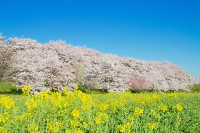 TOBU RAILWAY（東武鉄道）さんのインスタグラム写真 - (TOBU RAILWAY（東武鉄道）Instagram)「. . 🚩Satte Gongendo - Saitama,Japan . . [Enjoy spring at Satte Gongendo!] . . Around March and April, you can enjoy very beautiful cherry blossoms and rape blossoms blooming at Satte Gongendo Park in Saitama prefecture. The Cherry Blossom Festival is usually held during this season, where various food booths and events can be enjoyed, but the festival this year has been canceled.  It is difficult to make the trip this year with the current situation, so how about making "Satte Gongendo Park" your Japan destination next spring? . #visituslater #stayinspired #nexttripdestination . . . #sattegongendo #saitama #幸手権現堂 #japantrip #discoverjapan #travelgram #japantrip #tobujapantrip #unknownjapan #jp_gallery #visitjapan #japan_of_insta #art_of_japan #instatravel #japan #instagood #travel_japan #exoloretheworld #ig_japan #explorejapan #travelinjapan #beautifuldestinations #japan_vacations #beautifuljapan #japanexperience #cherryblossomjapan #japanspring」2月12日 18時00分 - tobu_japan_trip