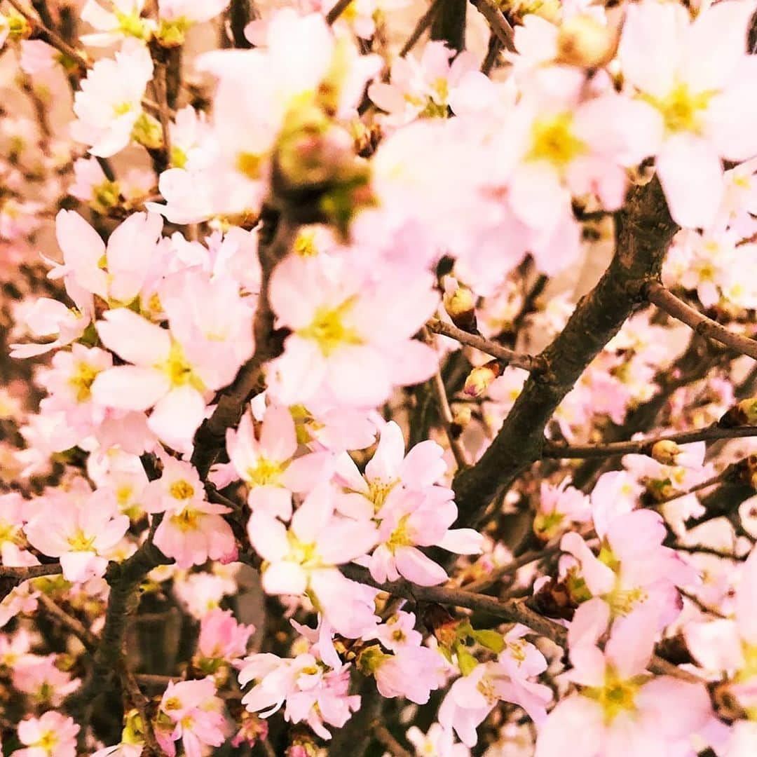 ホテルグランヴィア大阪さんのインスタグラム写真 - (ホテルグランヴィア大阪Instagram)「. ＊＊＊＊＊＊＊＊＊＊＊＊＊＊＊＊＊＊＊＊＊＊＊＊＊＊. 19Fフロント前に桜が飾られ、華やかな雰囲気でお客様をお迎えしています。🌸. . 暖かい日が続き一気につぼみも開きました。. 少しずつ春の訪れを感じさせてくれます。. . 🌸「啓翁桜」 うす紅色をしたボリューム感のある花。 洋風とも思えるさわやかな香りがあることから、ディスプレイ用や贈物として人気があります。. . ＊花言葉…純潔　淡泊　精神美  =================================. ★詳しくはホームページをご覧ください。 ホテルグランヴィア大阪　@hotel_granvia_osaka =================================. #春 #桜 #山形啓翁桜 #ホテルグランヴィア大阪 #大阪 #梅田 #spring #cherryblossoms  #hotelgranviaosaka #osaka #umeda」2月12日 18時10分 - hotel_granvia_osaka