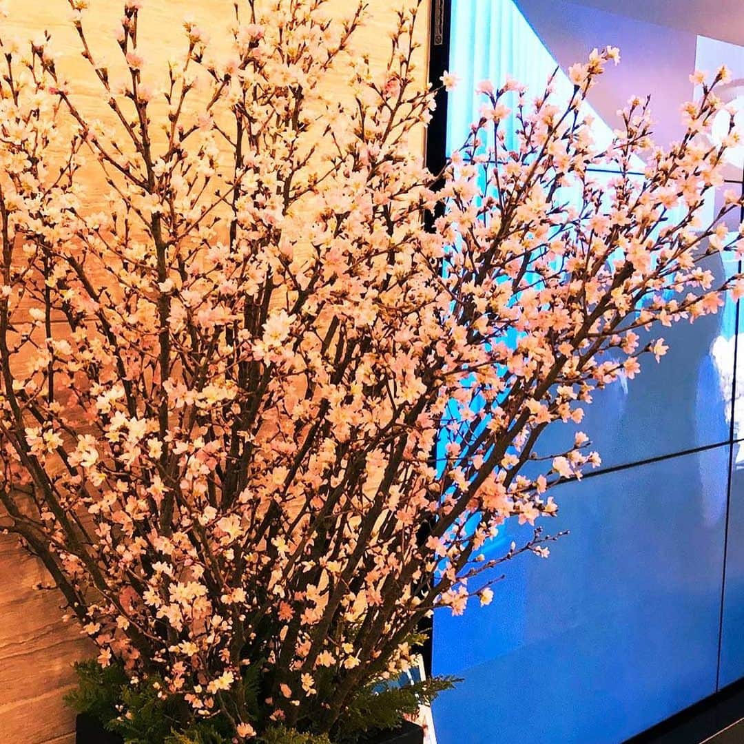 ホテルグランヴィア大阪さんのインスタグラム写真 - (ホテルグランヴィア大阪Instagram)「. ＊＊＊＊＊＊＊＊＊＊＊＊＊＊＊＊＊＊＊＊＊＊＊＊＊＊. 19Fフロント前に桜が飾られ、華やかな雰囲気でお客様をお迎えしています。🌸. . 暖かい日が続き一気につぼみも開きました。. 少しずつ春の訪れを感じさせてくれます。. . 🌸「啓翁桜」 うす紅色をしたボリューム感のある花。 洋風とも思えるさわやかな香りがあることから、ディスプレイ用や贈物として人気があります。. . ＊花言葉…純潔　淡泊　精神美  =================================. ★詳しくはホームページをご覧ください。 ホテルグランヴィア大阪　@hotel_granvia_osaka =================================. #春 #桜 #山形啓翁桜 #ホテルグランヴィア大阪 #大阪 #梅田 #spring #cherryblossoms  #hotelgranviaosaka #osaka #umeda」2月12日 18時10分 - hotel_granvia_osaka
