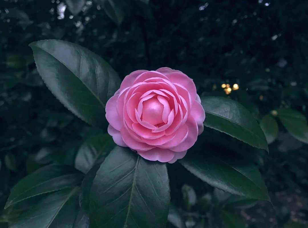 towanaのインスタグラム：「_ ずっと 似たようなものに心動く人を 探しているのかもしれないな」