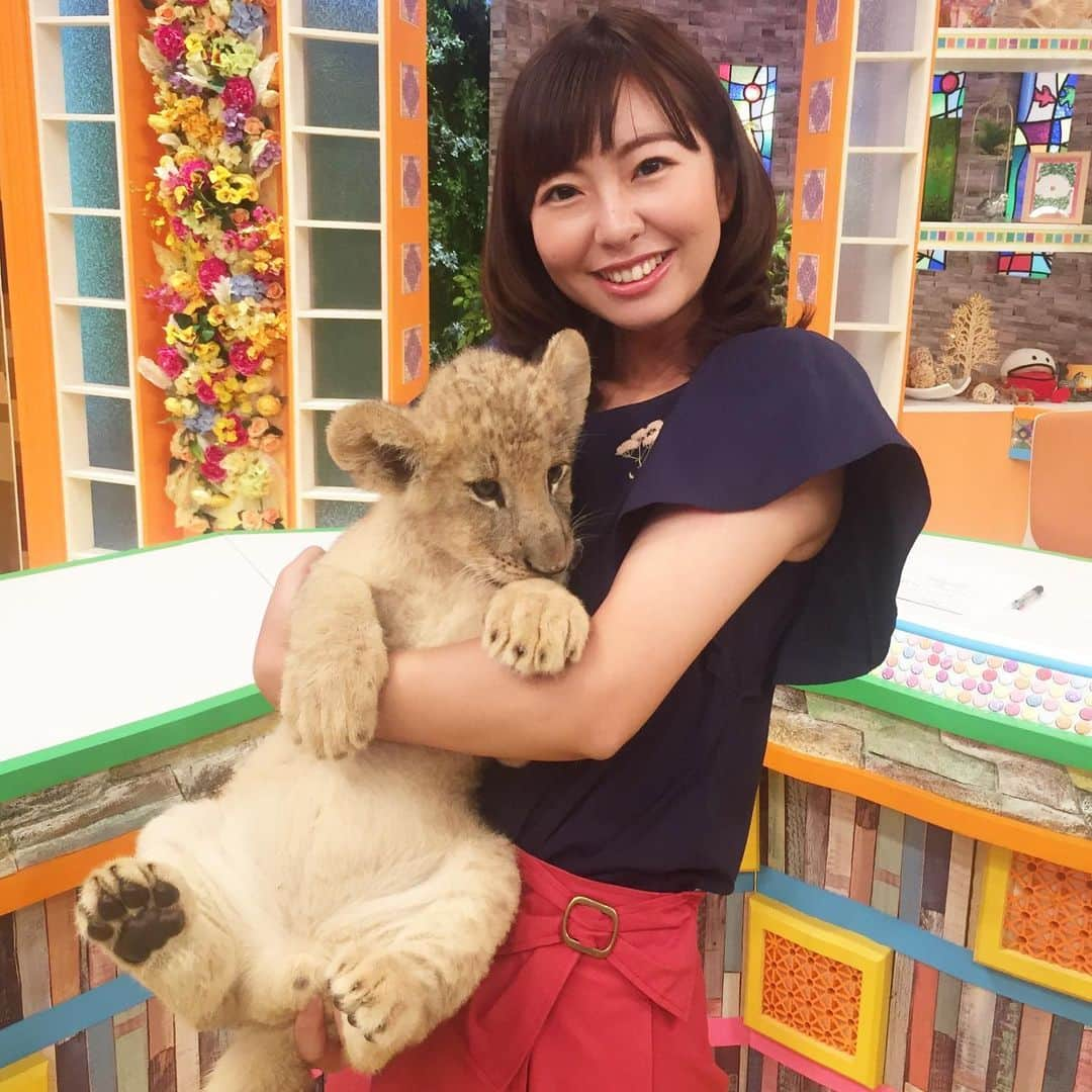 宮﨑玲衣のインスタグラム：「* 懐かしい写真シリーズ🦁  ガオーっていうより にゃおーって感じ😻  ライオンの赤ちゃん 何度抱っこしても 癒される😆  でも手足は 太くてしっかりしていて これから 大きくなるんだなあというのを 実感する☀️  #ライオン　 #赤ちゃん #静岡 #アナウンサー #とびっきり #スタジオ #元気にしてるかな #2018年8月」