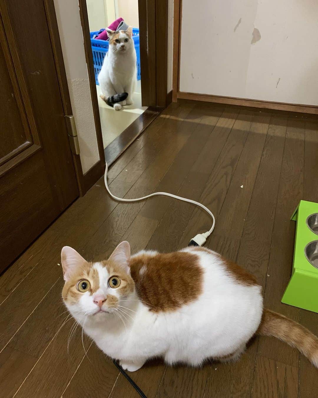 Kachimo Yoshimatsuさんのインスタグラム写真 - (Kachimo YoshimatsuInstagram)「相変わらず距離をおくミケ子さん。 #うちの猫ら #猫 #mikeko #oinari #ねこ #cat #ネコ #catstagram #ネコ部 http://kachimo.exblog.jp」2月12日 9時35分 - kachimo