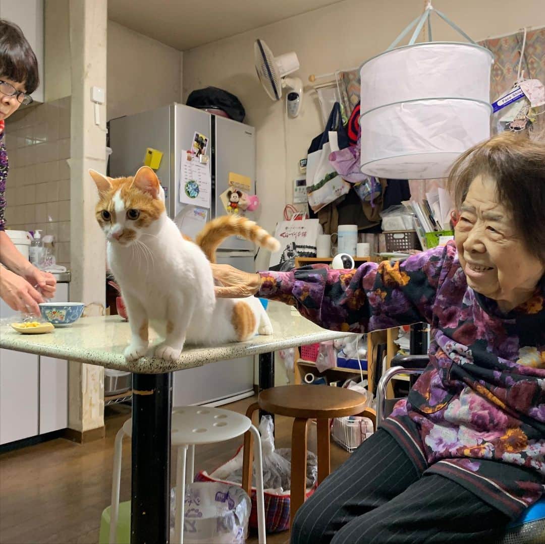 Kachimo Yoshimatsuさんのインスタグラム写真 - (Kachimo YoshimatsuInstagram)「朝からバーバちゃんに腰ポンされた。 #うちの猫ら #猫 #oinari #バーバ #バーバと猫 #ねこ #cat #ネコ #catstagram #ネコ部 http://kachimo.exblog.jp」2月12日 9時48分 - kachimo