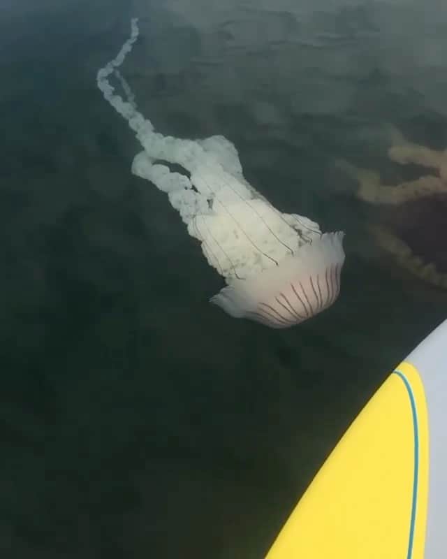 WildLifeのインスタグラム：「Video by @monaperuphotos  #nature #jellyfish #scary #creepy #animals #wildlife #creatures #spooky #earth」