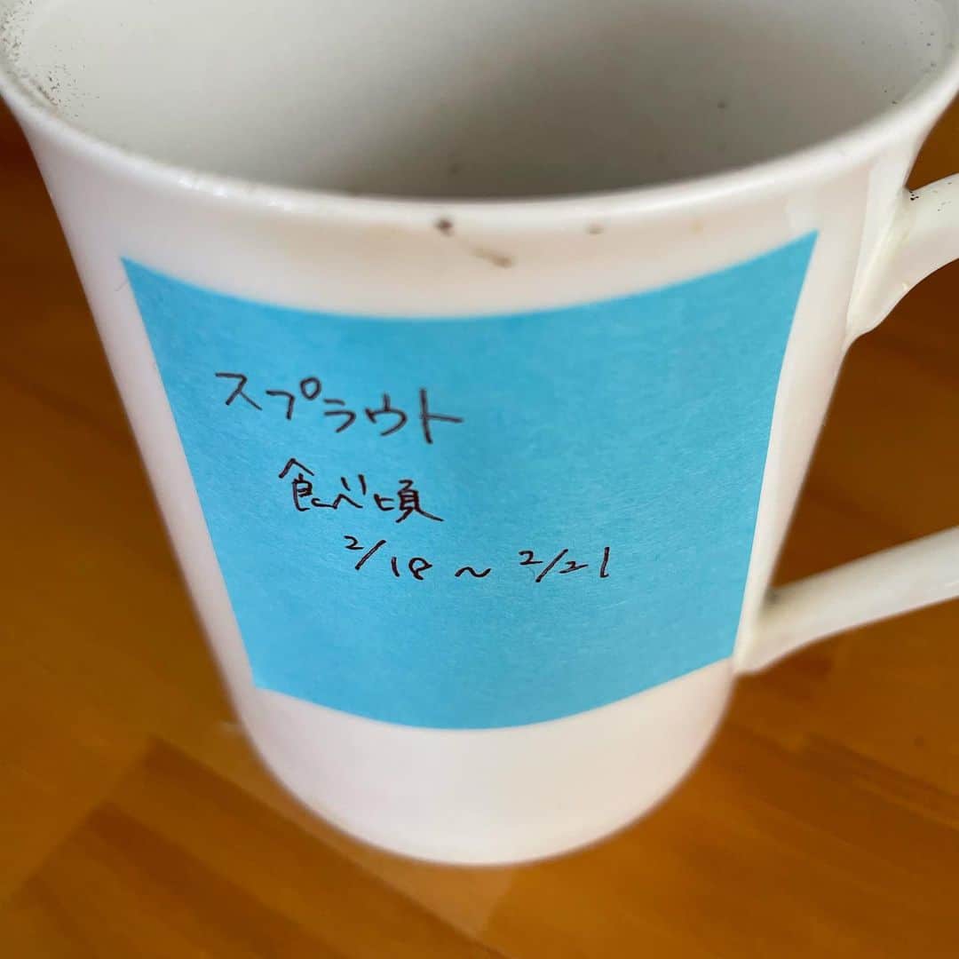 日暮愛葉さんのインスタグラム写真 - (日暮愛葉Instagram)「知り合いから頂いた種 マグカップで出来るそう 楽しみ」2月12日 9時45分 - aiha_higurashi