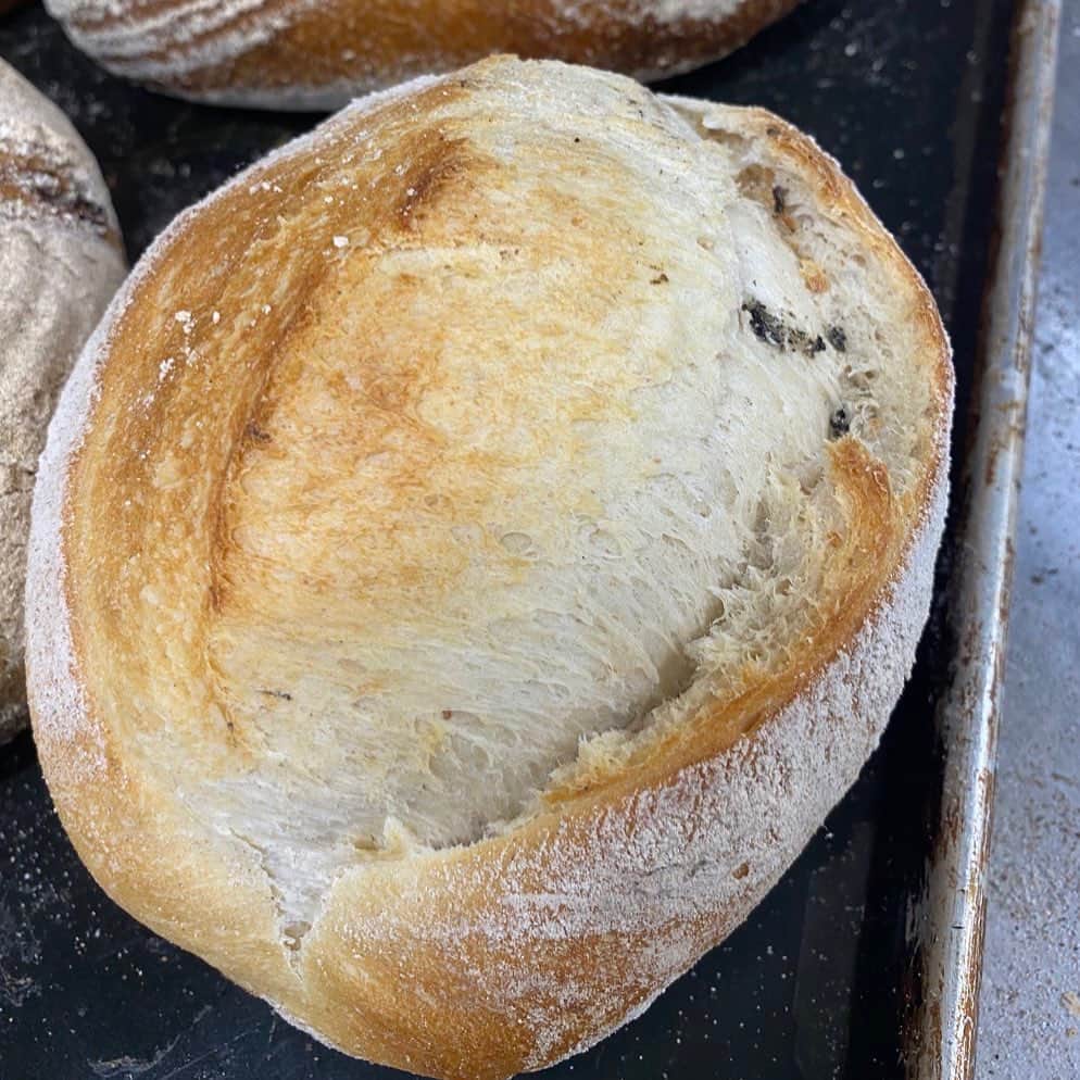 魔女菅原のインスタグラム：「真上から撮るとまんまるなパンみたいですが、紡錘形です。小麦粉と水と塩と酵母だけの素朴なパン、パーネトスカーノ。イタリアのトスカナ地方の塩分の少ないパンとして知られています。 #パーネトスカーノ　#盛岡パン屋  #ハード系パン #自家製天然酵母のパン屋さんカンパーニュ #魔女菅原」