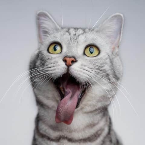 Cats of Instagramさんのインスタグラム写真 - (Cats of InstagramInstagram)「From @Neo_balou.cat: "Cat or Dog? 😹" #catsofinstagram」2月12日 10時01分 - cats_of_instagram