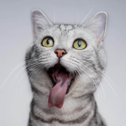 Cats of Instagramのインスタグラム：「From @Neo_balou.cat: "Cat or Dog? 😹" #catsofinstagram」