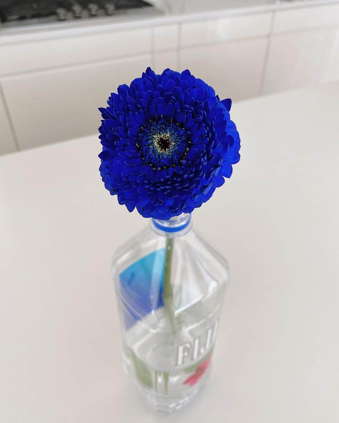 翁安芸さんのインスタグラム写真 - (翁安芸Instagram)「Good morning...🤍   キッチカウンターに並んでいるFIJI Waterのボトル。娘がお友達にブルーのガーベラをいただいたので、空いたボトルを花瓶に💙   このブルーのガーベラは、青い水を吸ってこの色になっているそうで、お家でクリアなお水を吸ったら徐々に薄いブルーに変化していくそうです👀✨  #娘と観察中 #ガーベラ #flower #blueflower #mykitchen #morning #fijiwater #フィジーウォーター #honey #はちみつ #abuzzfromthebees #thebees」2月12日 10時06分 - akinyc