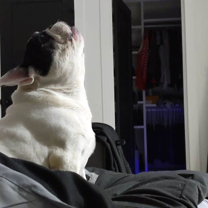 Manny The Frenchieのインスタグラム：「🗣️How dare you leave a room without me?!!! #spoiled」