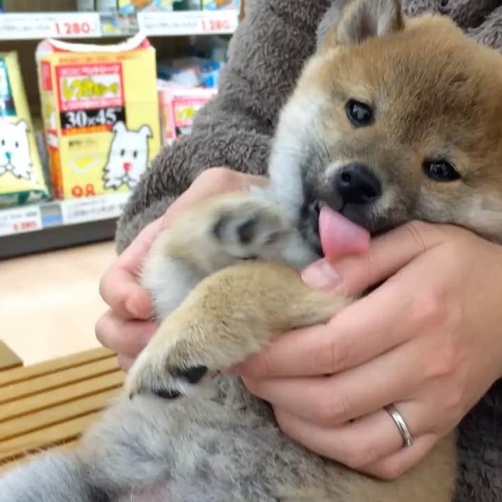 vo_coのインスタグラム：「🐻 便乗して、はるがまだ子熊だったころの動画置いておきますね 2つめは樽になった元子熊です ご査収くださいませ ＊ @koroharu_shiba  #はるからたるへ #使用前使用後  #ころはる #柴犬たる #shibastagram #instashiba #shiba #shibainu #赤柴 #柴犬 #子犬」