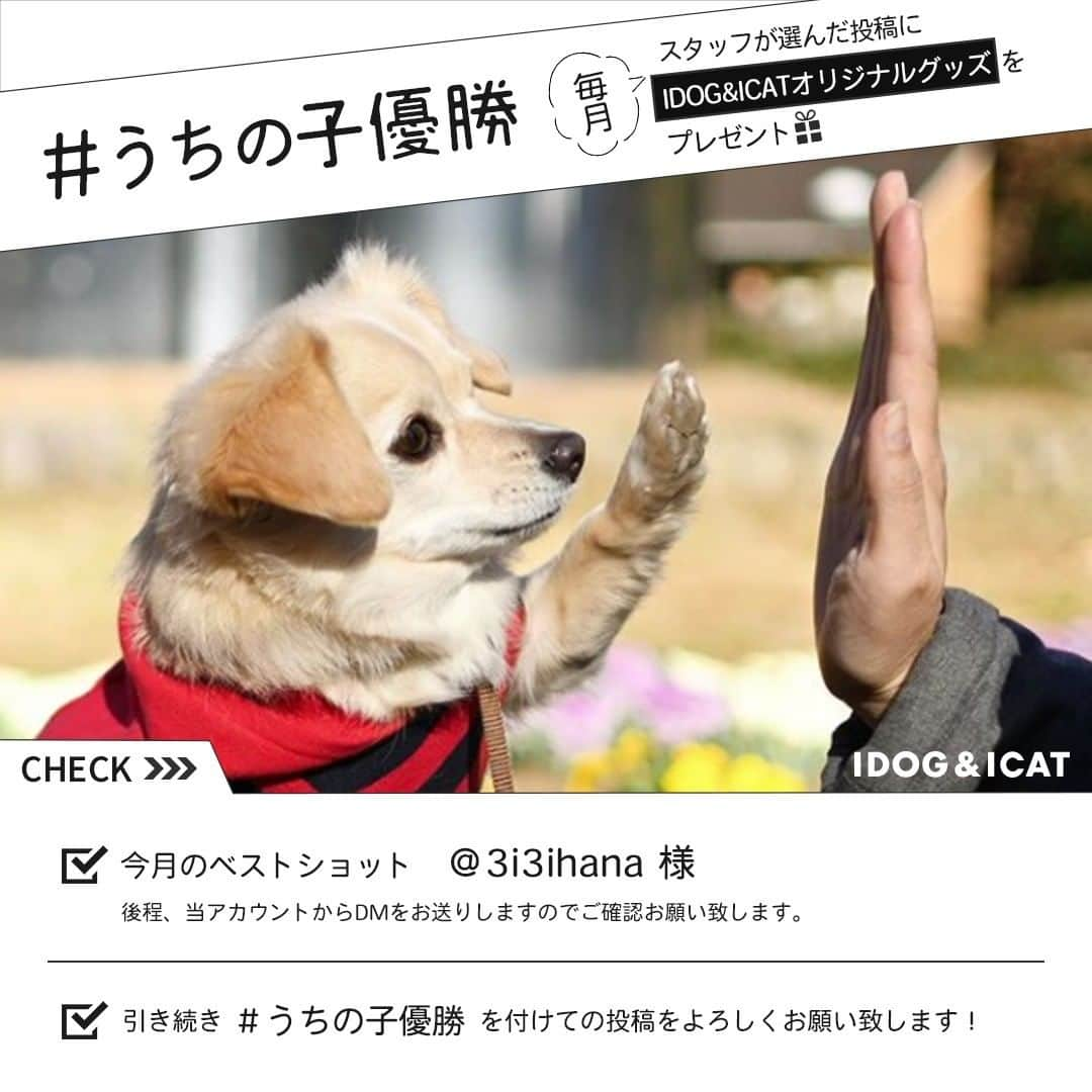 iDog&iCatのインスタグラム