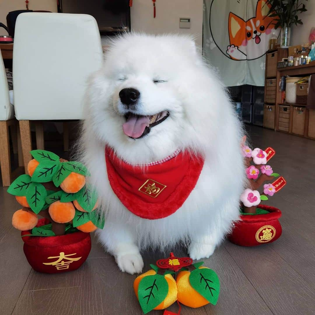 Alex Toさんのインスタグラム写真 - (Alex ToInstagram)「Happy new year of Ox 🐂 Today is first day of Chinese lunar new year. Wish you all the best of  health, prosperity and wealth in new year. 😊🎉🎊🙏 #cute #dog #doglover #dogsofinstagram #dogoftheday #dogofthedayjp #dogstagram #fluffy #hkig #hongkong #ilovemydog #instadog #instagood #instamood #instagraphy #shibainu #samoyedoninstagram #pet #petlovers #petsofinstagram #petstagram #photooftheday #puppy #pupsofinstagram #samoyed #samoyedsofinstagram #webstagram #犬 #サモエド」2月12日 10時48分 - alexto