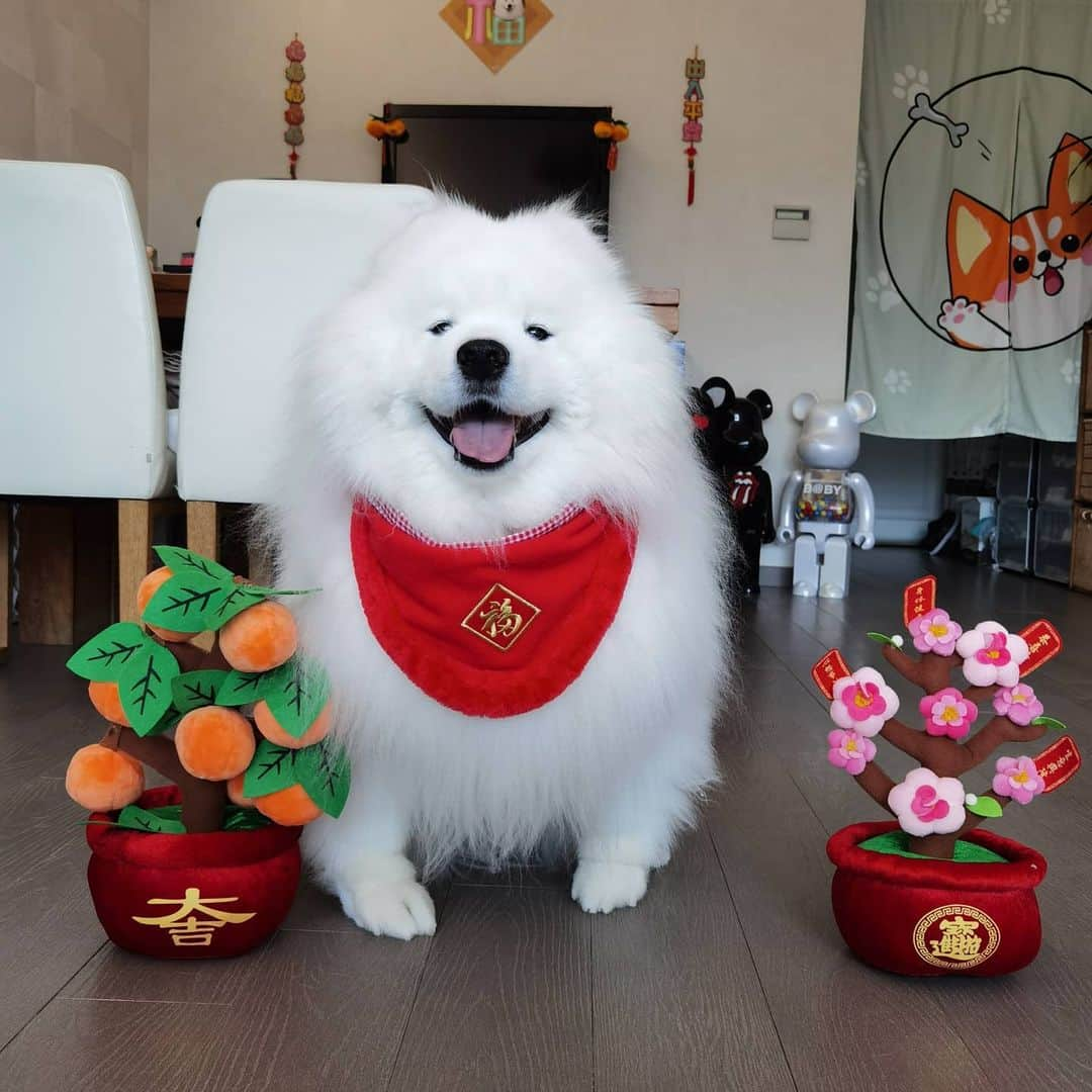 Alex Toさんのインスタグラム写真 - (Alex ToInstagram)「Happy new year of Ox 🐂 Today is first day of Chinese lunar new year. Wish you all the best of  health, prosperity and wealth in new year. 😊🎉🎊🙏 #cute #dog #doglover #dogsofinstagram #dogoftheday #dogofthedayjp #dogstagram #fluffy #hkig #hongkong #ilovemydog #instadog #instagood #instamood #instagraphy #shibainu #samoyedoninstagram #pet #petlovers #petsofinstagram #petstagram #photooftheday #puppy #pupsofinstagram #samoyed #samoyedsofinstagram #webstagram #犬 #サモエド」2月12日 10時48分 - alexto