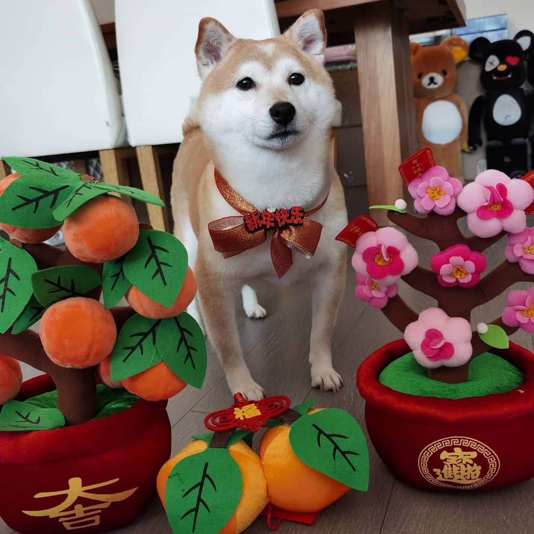 Alex Toさんのインスタグラム写真 - (Alex ToInstagram)「Happy new year of Ox 🐂 Today is first day of Chinese lunar new year. Wish you all the best of  health, prosperity and wealth in new year. 😊🎉🎊🙏 #cute #dog #doglover #dogsofinstagram #dogoftheday #dogofthedayjp #dogstagram #fluffy #hkig #hongkong #ilovemydog #instadog #instagood #instamood #instagraphy #shibainu #samoyedoninstagram #pet #petlovers #petsofinstagram #petstagram #photooftheday #puppy #pupsofinstagram #samoyed #samoyedsofinstagram #webstagram #犬 #サモエド」2月12日 10時48分 - alexto
