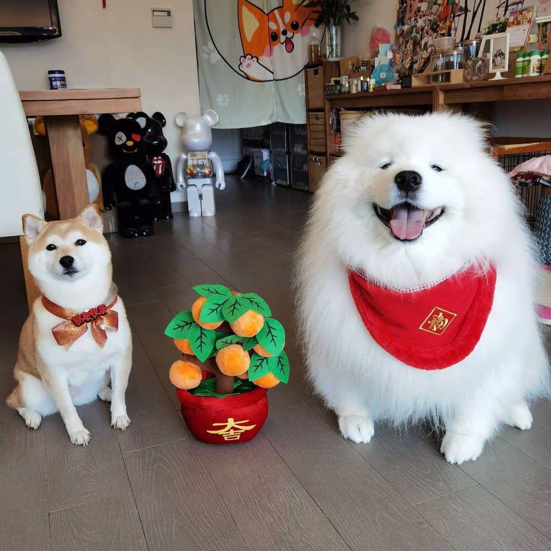 Alex Toのインスタグラム：「Happy new year of Ox 🐂 Today is first day of Chinese lunar new year. Wish you all the best of  health, prosperity and wealth in new year. 😊🎉🎊🙏 #cute #dog #doglover #dogsofinstagram #dogoftheday #dogofthedayjp #dogstagram #fluffy #hkig #hongkong #ilovemydog #instadog #instagood #instamood #instagraphy #shibainu #samoyedoninstagram #pet #petlovers #petsofinstagram #petstagram #photooftheday #puppy #pupsofinstagram #samoyed #samoyedsofinstagram #webstagram #犬 #サモエド」