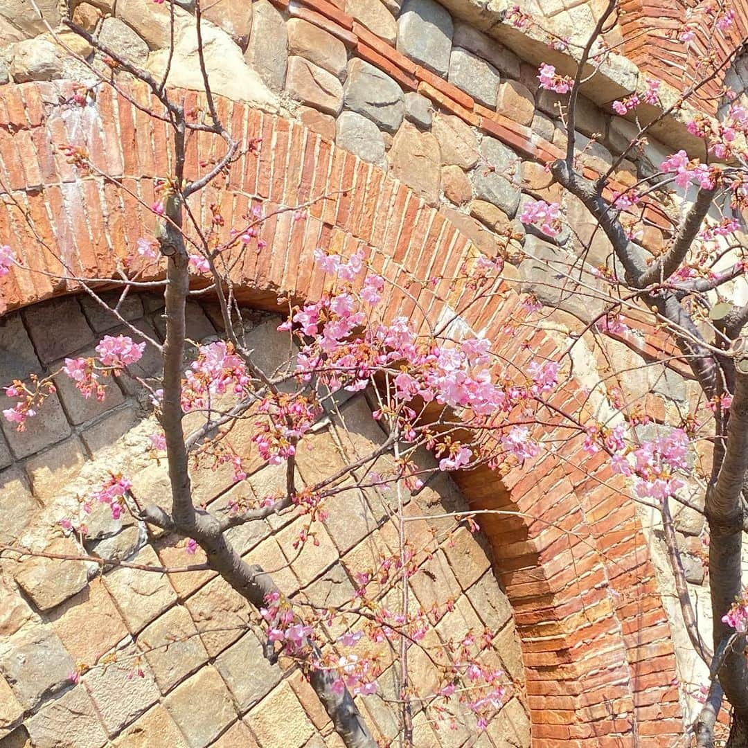 塩川莉世さんのインスタグラム写真 - (塩川莉世Instagram)「ディズニーに桜が咲いてた..🌸 . . アトラクション5分待ちだしレストランも当日予約して入れるしもう最高すぎる🐥 またいきたいなぁ🥀 . . #ディズニー #ディズニーシー #ディズニーコーデ #ディズニー写真部 #ディズニーカチューシャ #ディズニー風景 #ディズニー好きと繋がりたい #disney #disneysea #disneyphoto」2月12日 10時57分 - rise_shio