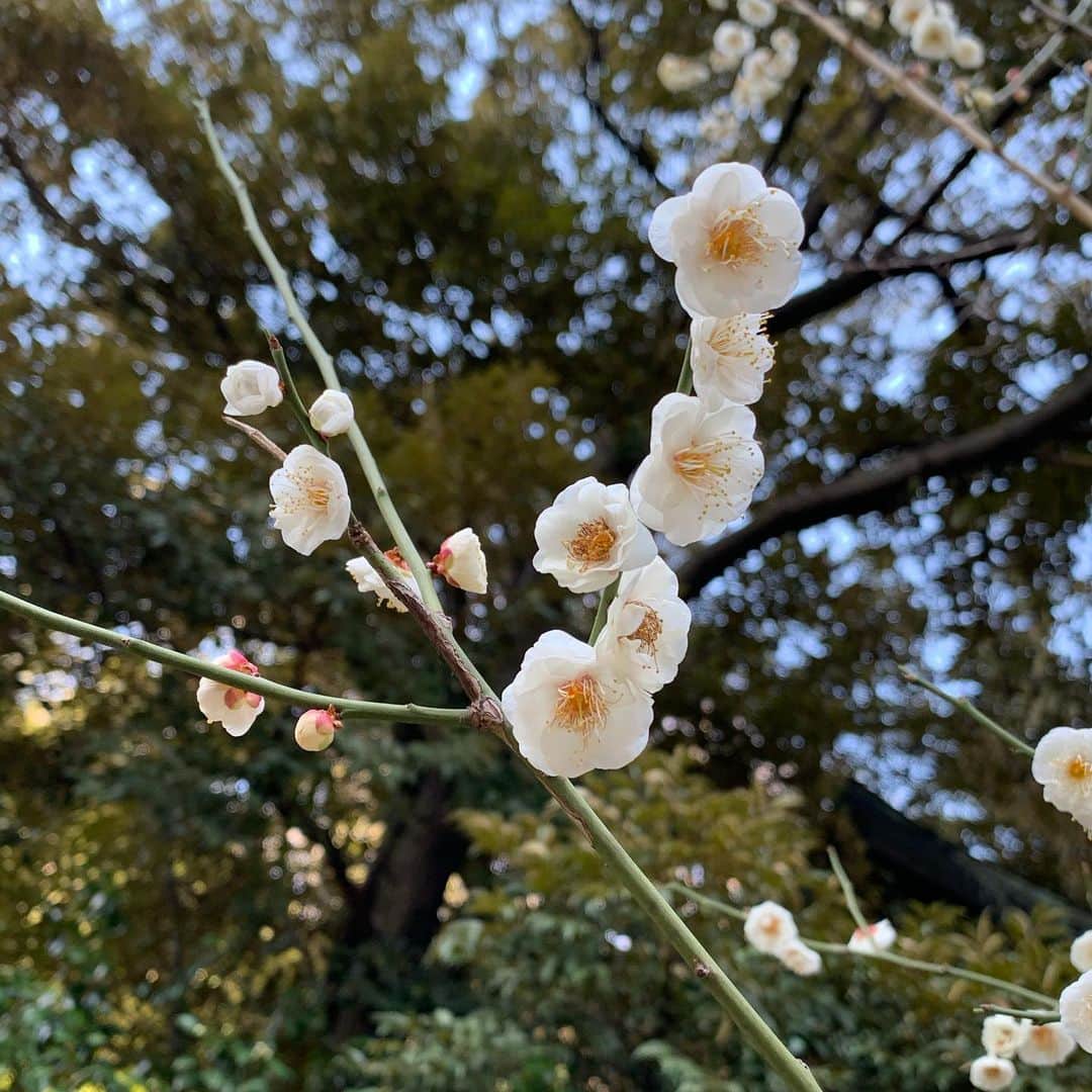 樹里咲穂さんのインスタグラム写真 - (樹里咲穂Instagram)「梅が咲いてるよ🌸春はすぐそこ☺️」2月12日 10時57分 - juripyon1028