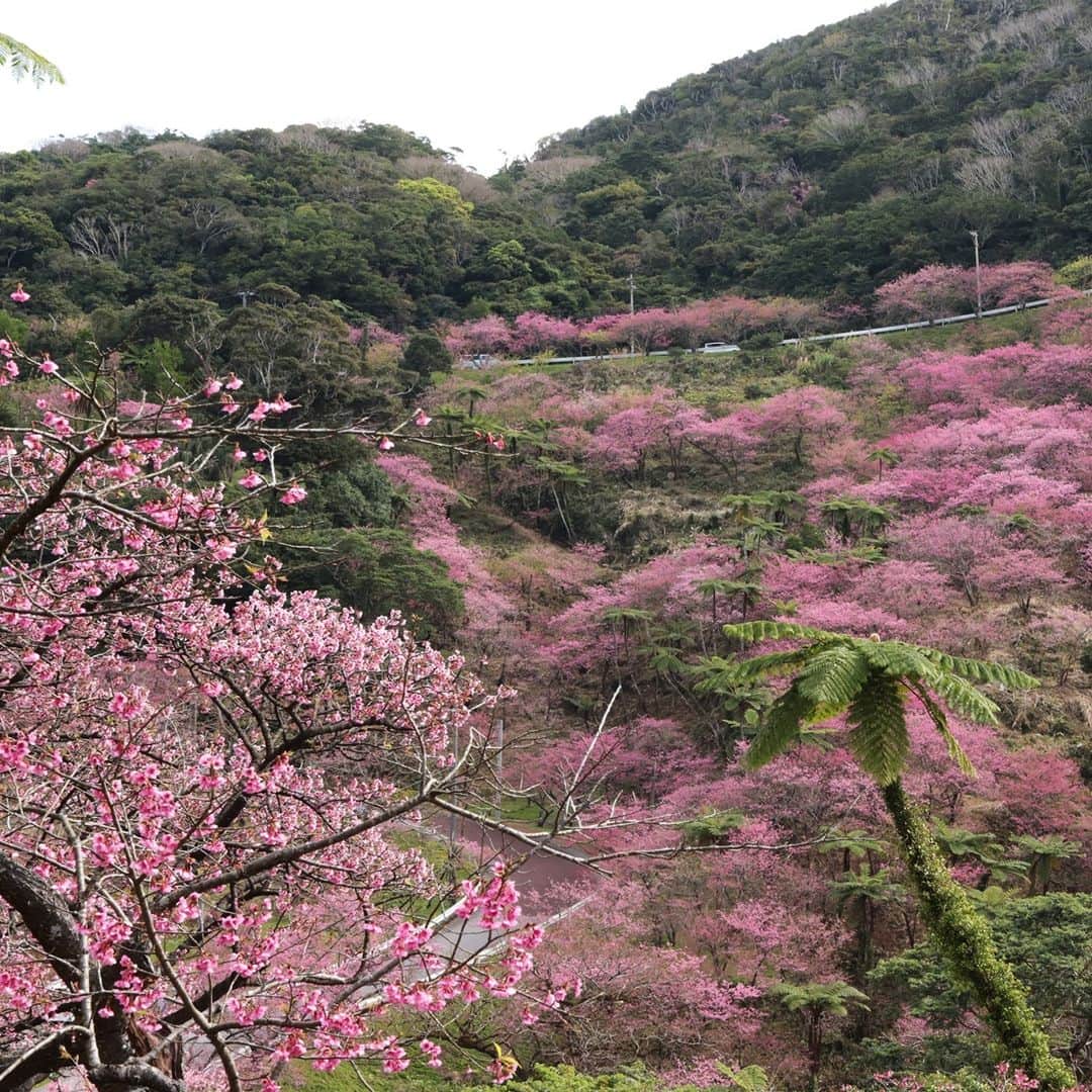 Okinawa Marriott Resort & Spa 【公式】のインスタグラム：「沖縄の桜『寒緋桜』はもう満開を迎えています。 南国らしいシダの木と一緒に見える桜は八重岳だから。来年こそみんなで桜を眺めたいですね。 Okinawan cherry blossoms "Kanhi Sakura" are already in full bloom.That can be seen along with the tropical fern trees are only Yaedake. We want to see the cherry blossoms together next year.  #沖縄の桜  #既に満開  #来年こそ皆で　#オキナワマリオット #okinawamrriott」