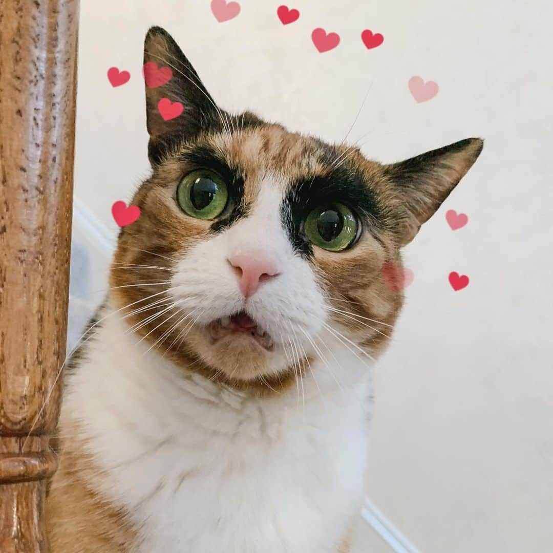 リリーのインスタグラム：「Valentine’s Day is around the corner and I don’t have a valentine! 🙀  . . .  #lilly_crazyeyes #instacat #crazyeyes #eyebrows #catsofinstagram #calico #calicocat  #meowstagram #catoftheday #topcatoftheday #cutestcatsofinsta #valentine #valentinesday #heart #kisses #valentine #catvalentine #valentinesday❤️」