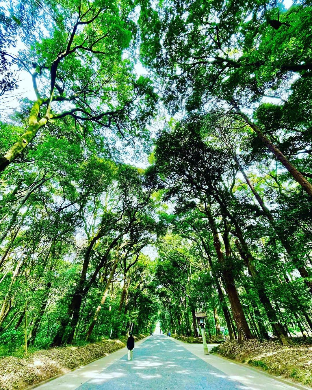 谷川じゅんじのインスタグラム：「Yoyogi Forest. 旧正月の朝に。清々しいってこういう感じ。気分も新たに励みます：） #goodvibesonly #goodneighbors #thisistokyo」