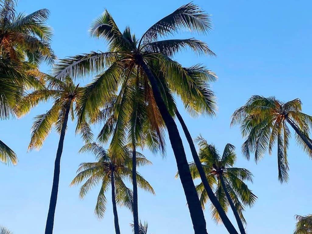 浅本美加のインスタグラム：「🌴   #palmtrees#oceano#highest」