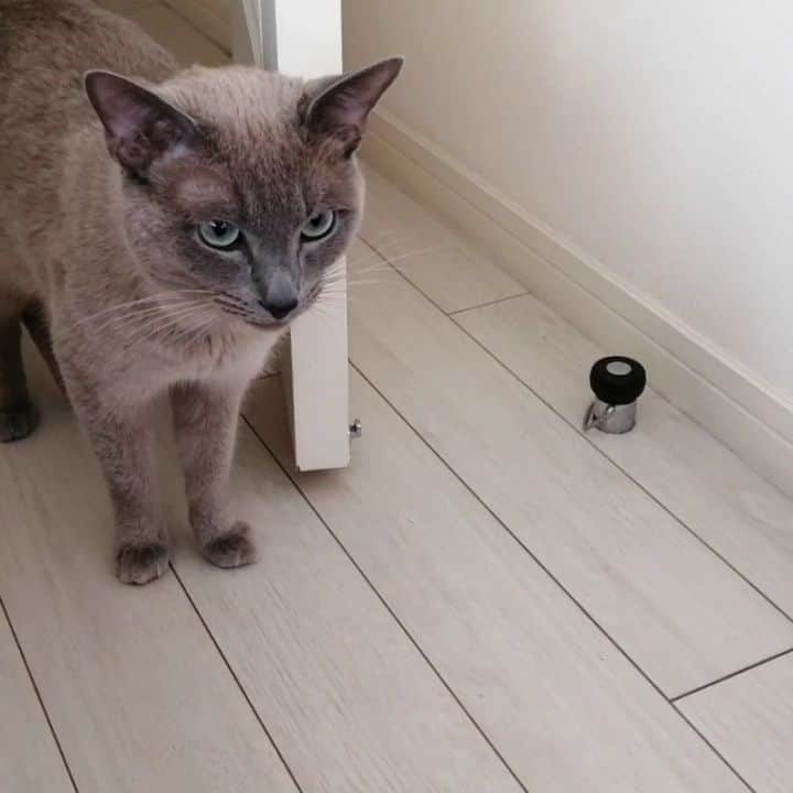 川村由紀のインスタグラム：「ぺろぺろ甘えんぼ猫🐱💕続きは @oiran_shibuya YouTubeで。  飼い主は… 今夜金曜20時〜21時 @blockfm #shibuyaOIRAN warmup Radio #TheKLF 特集🐑  日曜26時〜27時 @bayfm_official THE SELEC-TONE #初鏡 テーマに選曲🍫  昨日更新 #幻冬舎Plus 音楽エッセイ 渋谷で君を待つ間に 最新回は #ainatheend #金木犀 にて綴らせて頂きました💄  #スコティッシュフォールド #猫のいる暮らし」