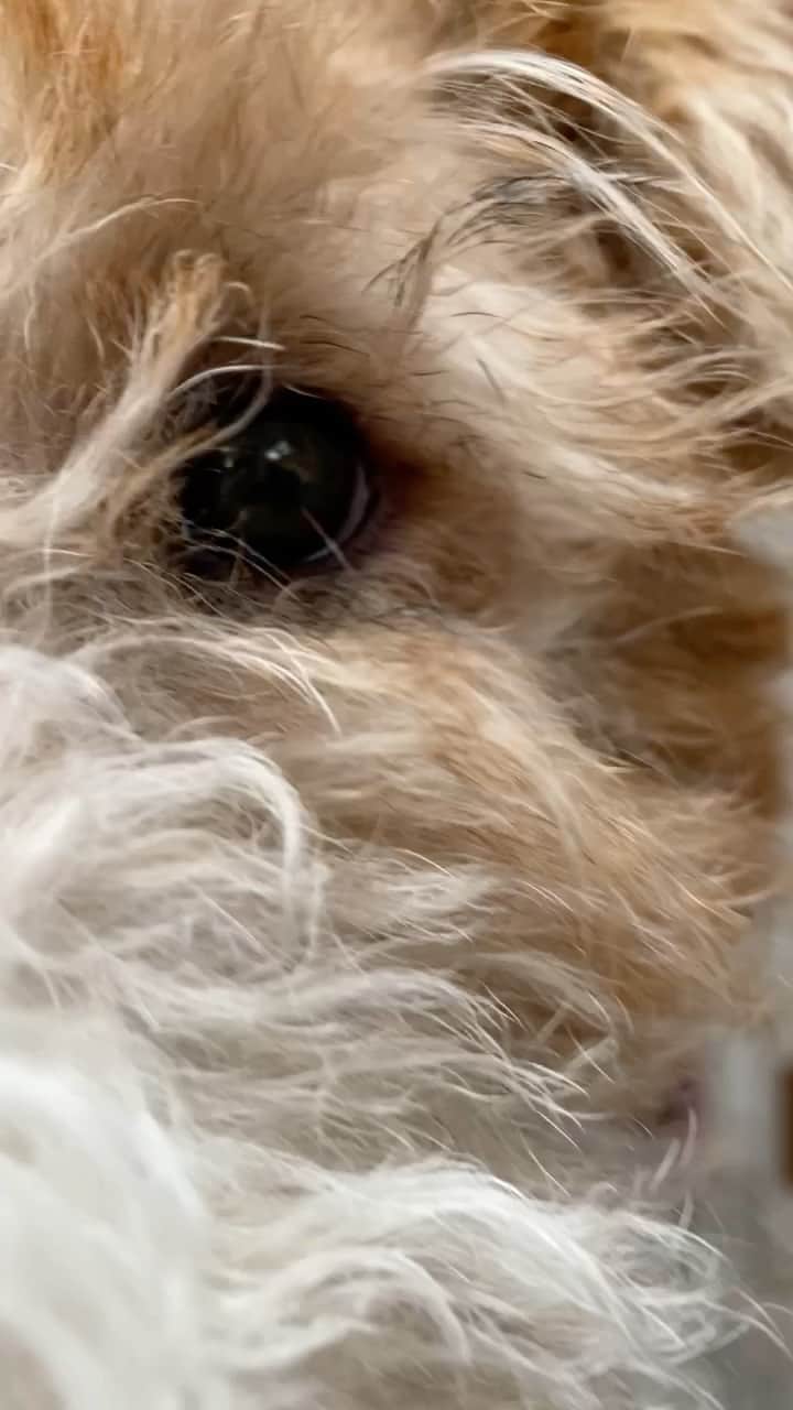 Dogs by Ginaのインスタグラム：「Oliver- #wirefoxterrier puppy gets first handstrip grooming. -Gina Grant, NCMG」