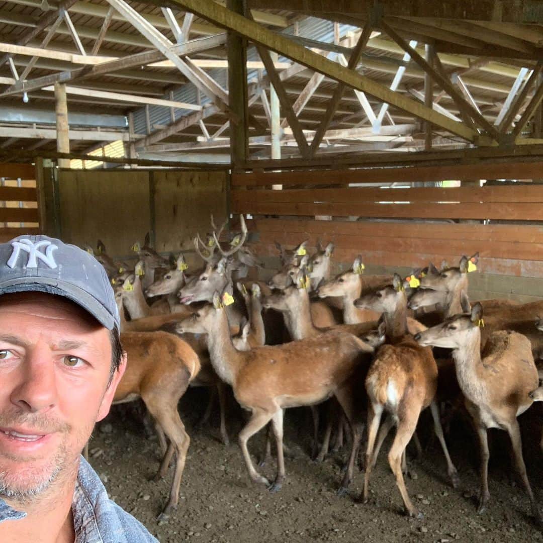 トンプソンルークさんのインスタグラム写真 - (トンプソンルークInstagram)「Farm work. Great to see all the babies up close. And one young fella who missed the muster last year. #deerfarm #farming #deer」2月12日 11時52分 - ltomo40