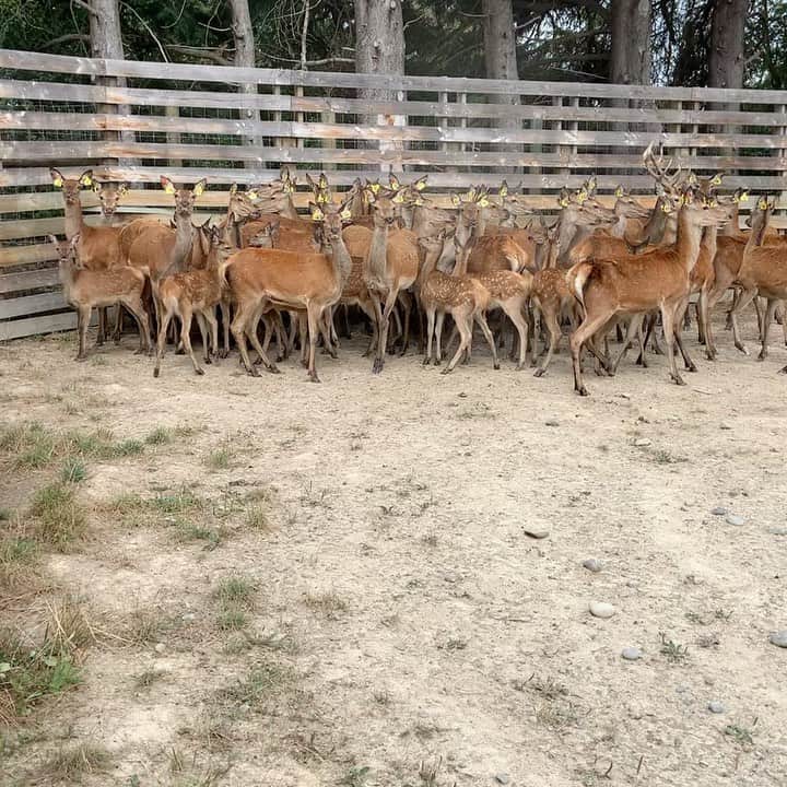 のインスタグラム：「Farm work. Great to see all the babies up close. And one young fella who missed the muster last year. #deerfarm #farming #deer」