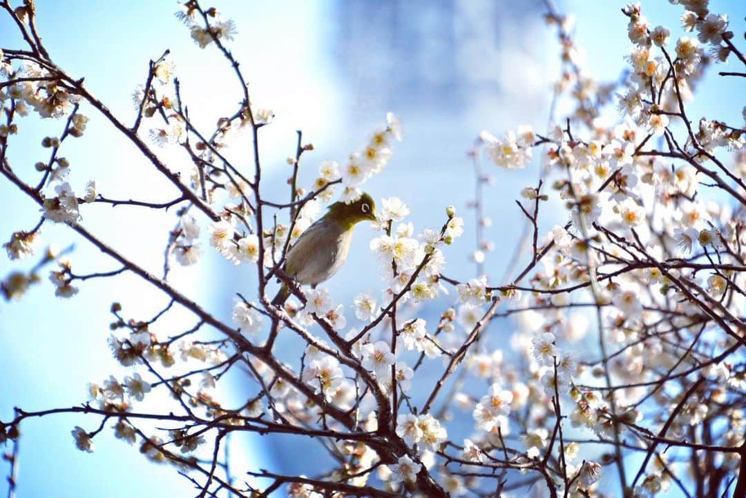 墨田区さんのインスタグラム写真 - (墨田区Instagram)「密はうめ～かな？  #梅の花が咲いています #梅　#メジロ　#野鳥　#ウメジロー #東京スカイツリー　#スカイツリー #隅田公園　#墨田区　#すみだ　 #plum　#sumida　#tokyo　#follow」2月12日 12時24分 - sumida_official