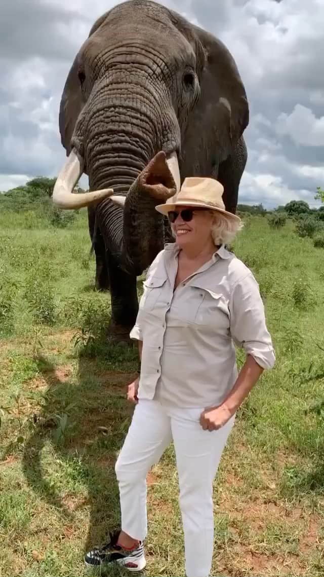 animalsのインスタグラム：「Elephant steals ladies hat and then kindly returns it! 😅 Truly shows how intelligent elephants are 🐘 Video by: @angeline_cesar」