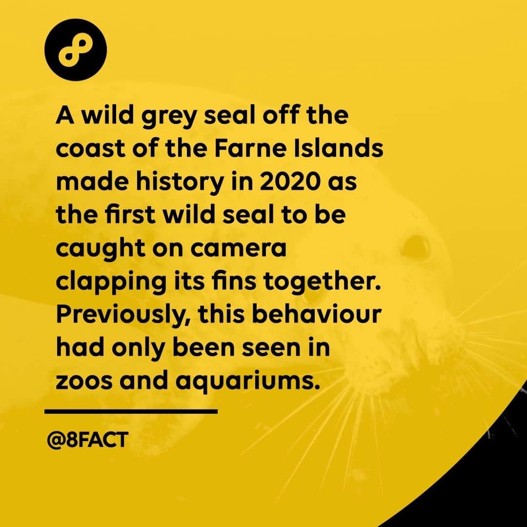 のインスタグラム：「Proving that wild seals really could clap to the beat.」