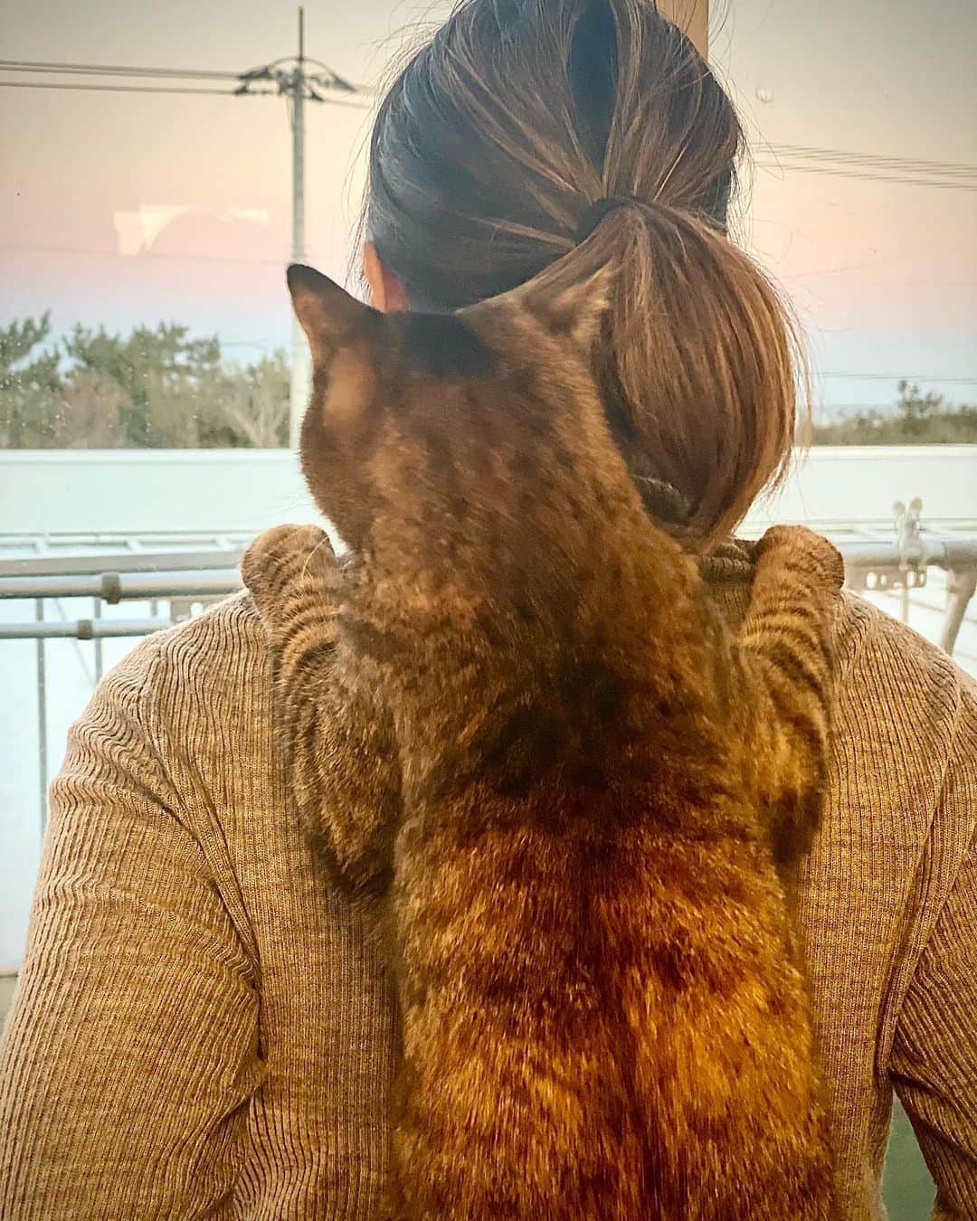 岡部亜紀のインスタグラム：「おんぶ猫 @haku_nico  #にゃんすたぐらむ #おんぶ猫  #甘えっ子  #にこちゃん #夕方の海を眺める」
