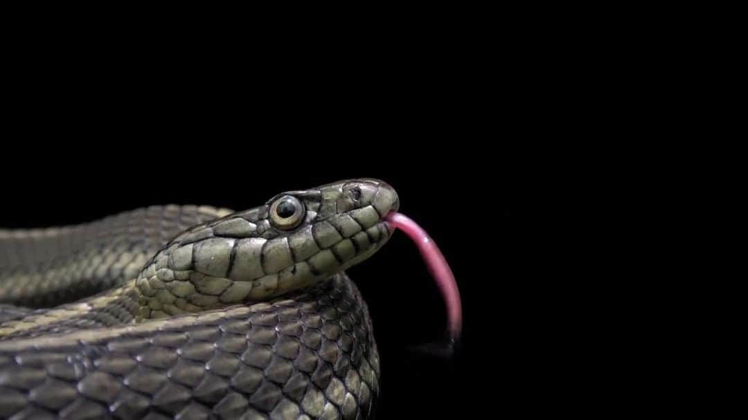 ナショナルジオグラフィックのインスタグラム