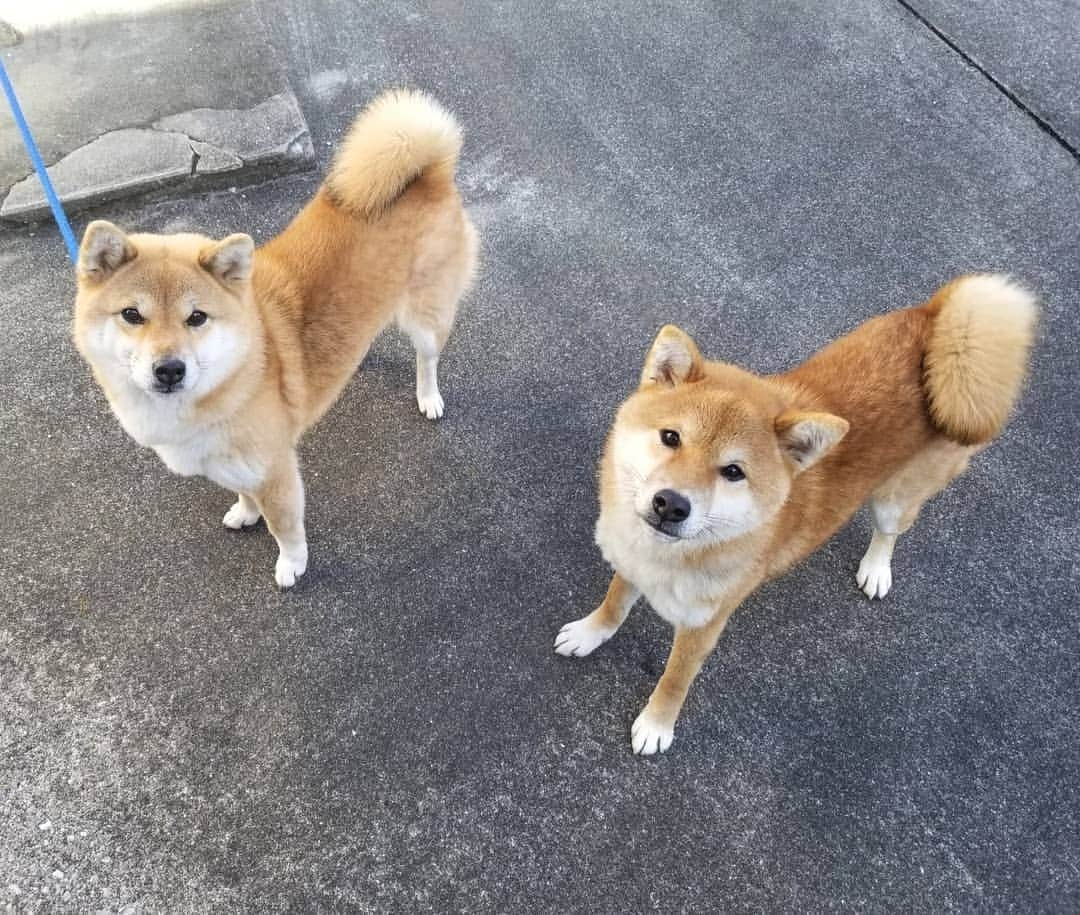 柴犬たま Shibainu Tamaさんのインスタグラム写真 - (柴犬たま Shibainu TamaInstagram)「今回はコイとトロとも一緒に撮りました✌ ﻿ Caption trans🇬🇧﻿ Tama took a picture with Koi and Toro✌ ﻿ #柴犬たま #たママ #たまーば #たま家族 #柴犬コイ #柴犬トロ #祖母と孫 #仲良しファミリー #ふわもこ #かなりひし形 #舌ぺろ #柴犬 #shiba #shibainu #shibastagram #犬 #dog #多頭飼い」2月12日 12時45分 - tama7653