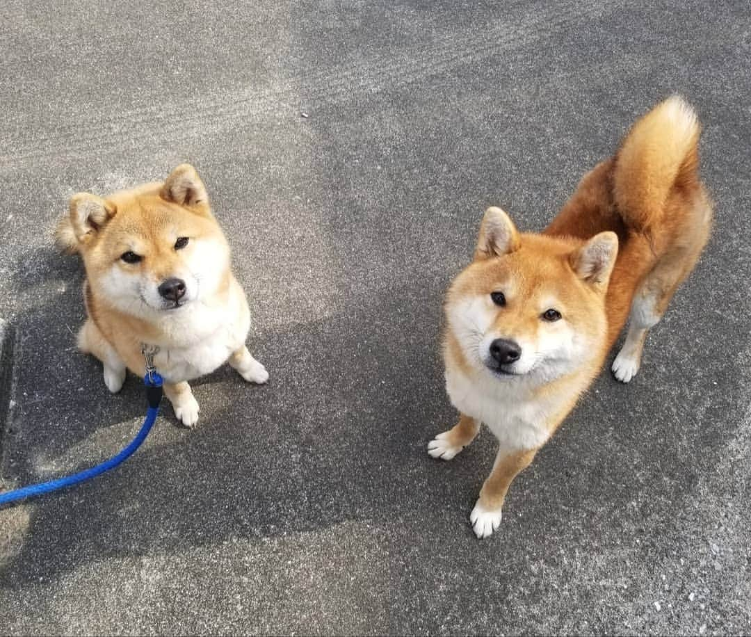 柴犬たま Shibainu Tamaさんのインスタグラム写真 - (柴犬たま Shibainu TamaInstagram)「今回はコイとトロとも一緒に撮りました✌ ﻿ Caption trans🇬🇧﻿ Tama took a picture with Koi and Toro✌ ﻿ #柴犬たま #たママ #たまーば #たま家族 #柴犬コイ #柴犬トロ #祖母と孫 #仲良しファミリー #ふわもこ #かなりひし形 #舌ぺろ #柴犬 #shiba #shibainu #shibastagram #犬 #dog #多頭飼い」2月12日 12時45分 - tama7653