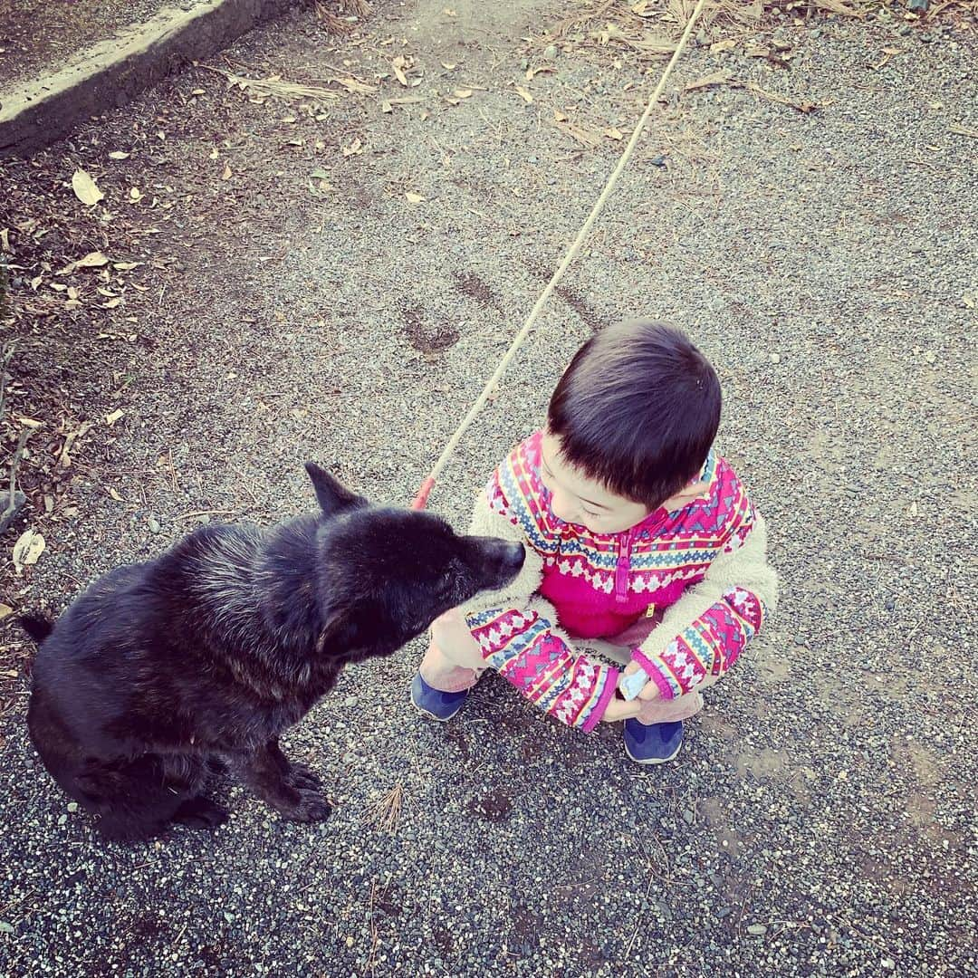 浅利そのみさんのインスタグラム写真 - (浅利そのみInstagram)「ちょび平日記  もっと小さいとき、ピョーンとピオ（🐶）に飛びつかれて以来、触ることも近づくこともしなかったちょび平さん。  先週土曜日、私が庭で散歩をしていたら、「ボクもリードを持ちたい」と言い、気がついたらその日のうちに外へ散歩へ行き、なでなでしながらオヤツをあげるまで仲良しになっていました。  すごい成長。  兄弟姉妹を熱望している彼は「ピオと兄弟になった！」と喜んでいました。（ピオはおばあちゃんだけどね）  今朝は「今度ピオ連れて遠足に行こうよ」とお願いされました。  ピオはちゃんと距離を取ったり近づいたり、泣いていたら隣に来て静かに座ってくれたり、立派なお姉さんです。  #ちょび平 #ちょび平さん #息子4歳6ヶ月 #息子4歳半 #ピオは老婆 #ちょび平日記 #ちょうど600投稿」2月12日 12時49分 - asarisonomi