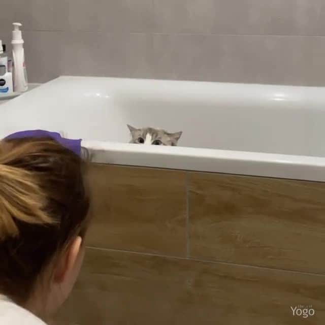 Cats of Instagramのインスタグラム：「From @yogo_the_cat:" Plans for today:⁠ ☑️ Hide from people⁠ ☑️ Scare the hooman" #catsofinstagram」