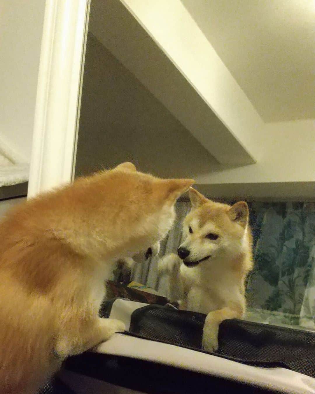 矢吹世奈のインスタグラム：「これはきのう私の夢にでてきた子🐕」