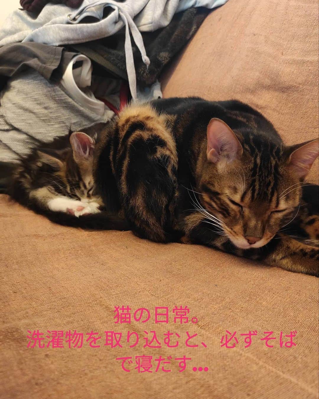 翠千賀さんのインスタグラム写真 - (翠千賀Instagram)「無事にみんなと仲良くなれた善くん。 ベンガル猫に囲まれてるせいか、日に日に遊び方が激しくなってきてるよー。#ベンガル猫　#メインクーン　#異種共存　#ねこのいる生活 　#猫あるある 　#猫との暮らし #catstagram 　#kittensofinstagram 　#kitten」2月12日 14時00分 - chika.midori