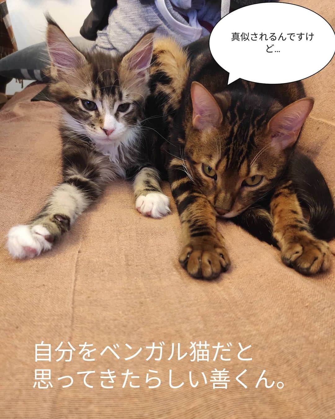 翠千賀さんのインスタグラム写真 - (翠千賀Instagram)「無事にみんなと仲良くなれた善くん。 ベンガル猫に囲まれてるせいか、日に日に遊び方が激しくなってきてるよー。#ベンガル猫　#メインクーン　#異種共存　#ねこのいる生活 　#猫あるある 　#猫との暮らし #catstagram 　#kittensofinstagram 　#kitten」2月12日 14時00分 - chika.midori