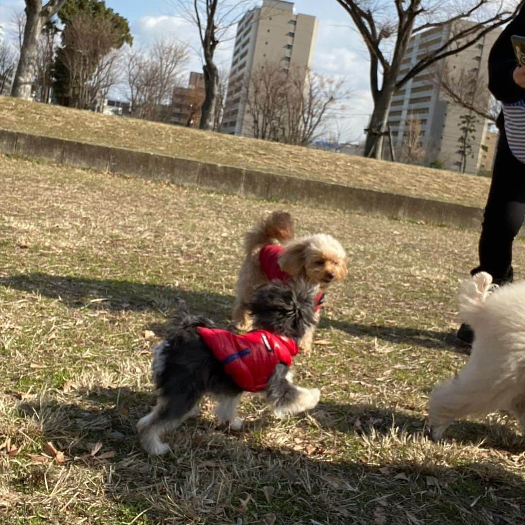 半田あかりさんのインスタグラム写真 - (半田あかりInstagram)「みんな　おともだち！ とっても　たのちかったのよ。  #ひじ散歩　 #ドッグラン　#ドッグラン大阪　#ドッグラン大阪城公園　#大阪城公園ドッグラン　#大阪城公園 #チワプー　#ちわぷー　#ミックス犬　#みっくす犬　#MIX犬　#mix犬　#アンダーショット　#アンダーショット犬　#犬　#いぬすたぐらむ　#ちわわ　#チワワ　#トイプー　#トイプードル　#といぷーどる　#ちわわ寄り　#チワワ寄り　#パピー犬　#パピー　#ぱぴー　#生後7ヶ月　#女の子　 #ひじき」2月12日 13時54分 - handaakari