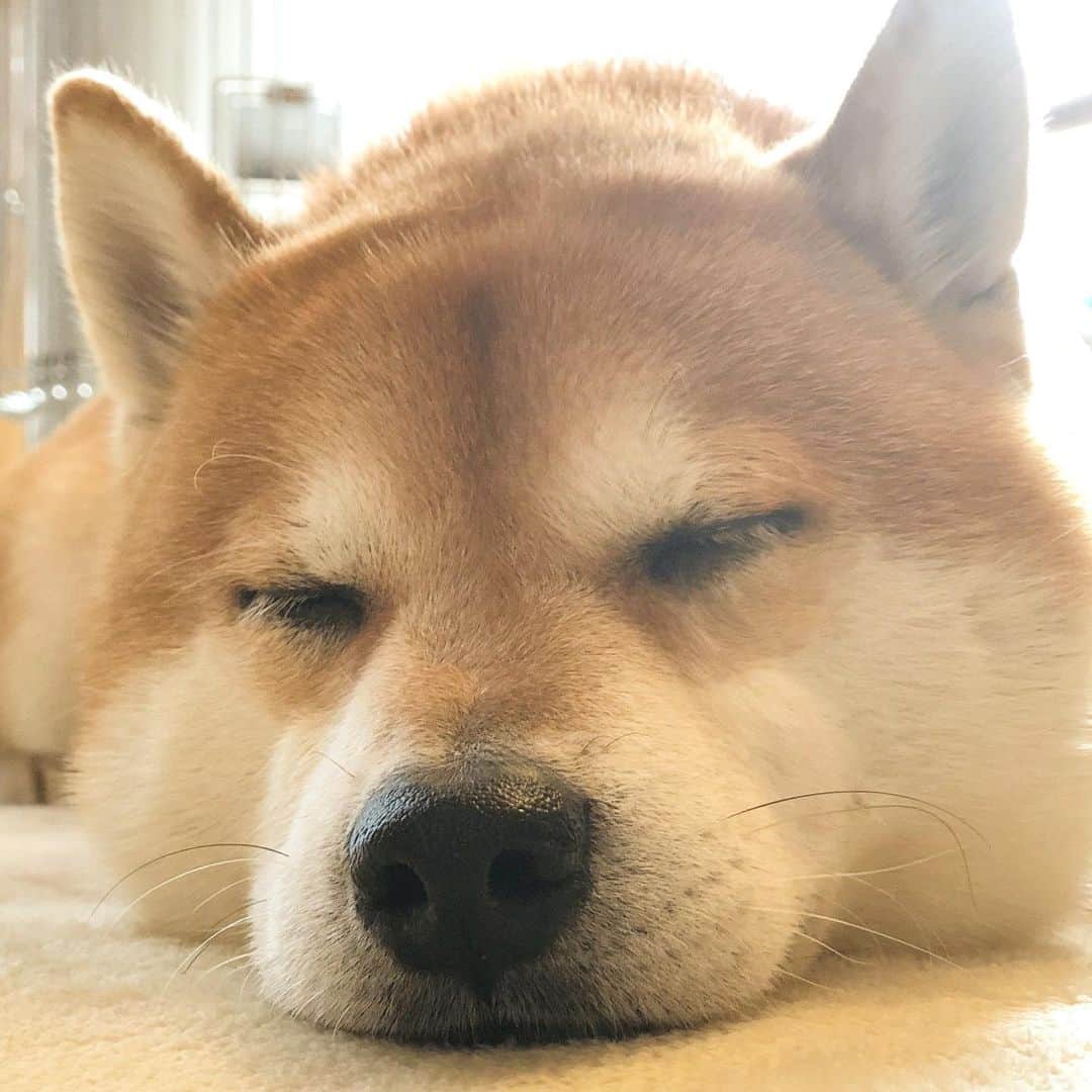 せんべえのインスタグラム：「おにぎりいかがですか〜🍙 #せんべえ #柴犬 #shibainu  #おにぎり #onigiri  #頰肉が #たぷん #今日も良い一日を #haveaniceday」