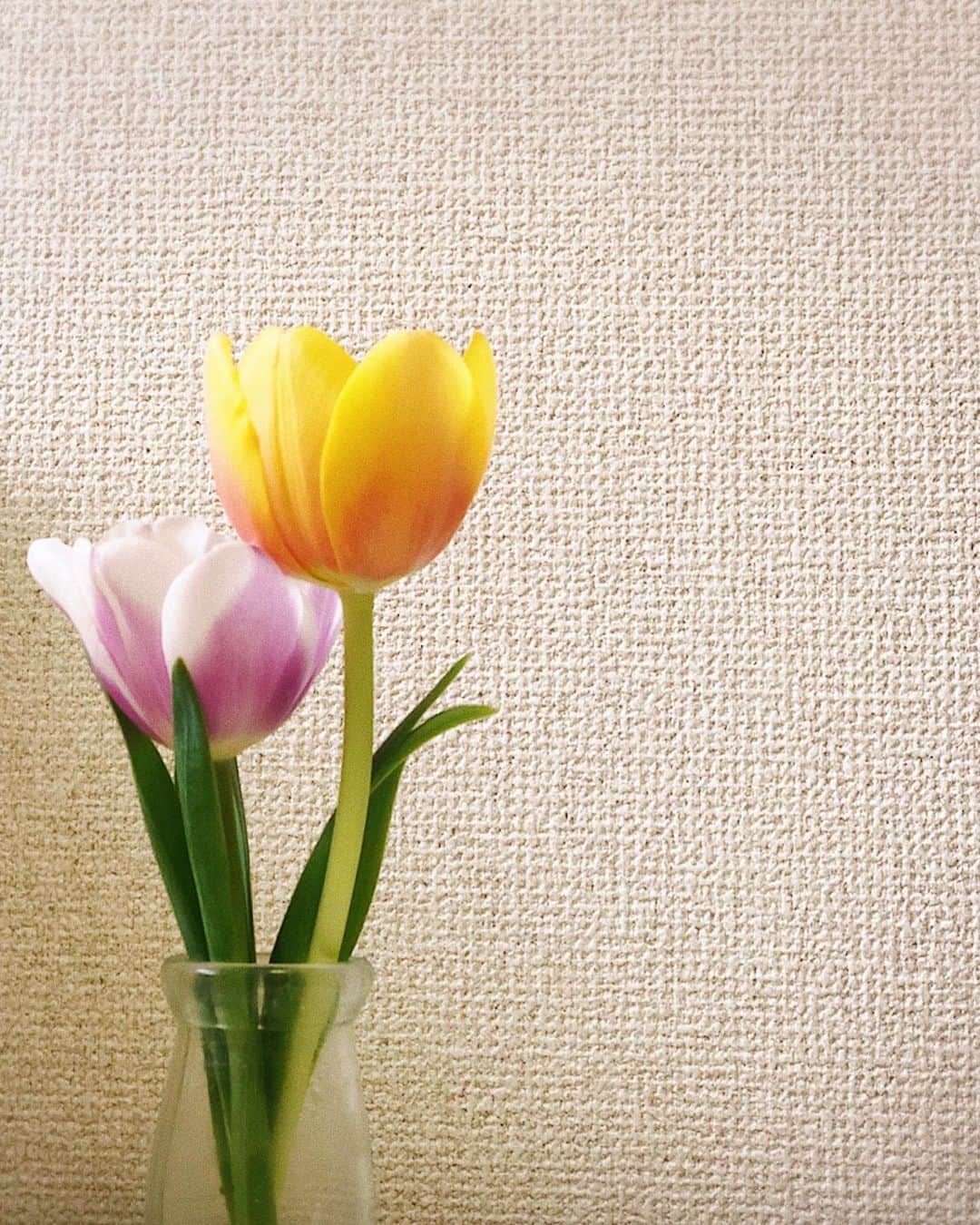 山本夢のインスタグラム：「昨日買ってきた ツボミやったチューリップ 部屋が暖かいからか 一日で花開いた。  かわいい。。🌷  一足早い春を感じています。 あぁ、早く春に なってほしいなぁー。  チューリップの花言葉は 色によっても違うみたいやけど 「博愛」 「思いやり」 だそうです。 素敵。  #🌷 #チューリップ #花  #花のある暮らし  #flowers  #tulips」