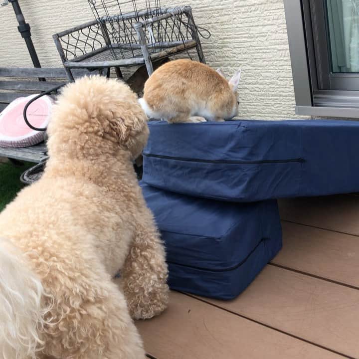 yun.ゆんのインスタグラム：「lemon.🍋＋cotton.💭 今日のけつようびの投稿にぴったりの動画が撮れたなぁ〜🍑 と思って考えていたら、、 金曜日でした。😂 . . ステップのカバーを洗うから外に干してたら、レモンクンクン、、。 コットンはお尻をツンツン、、。 🙃✨ . . ♪ ♪ ♪  #うさぎ#ウサギ#ネザーランドドワーフ#ZIP写真部#レモン#ふわもこ部#マーチ#多頭飼い#犬とうさぎ#犬#dog#ベージュ組 #rabbits#rabbitsofinstagram #rabbitstagram #petstagram #march#instapet#cutepetclub #instarabbit #bunnies #bunnylove #lapin #pecotv #WeeklyFluff #lemon #netherlanddwarf」