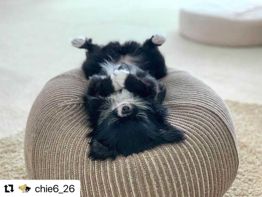 【公式】いぬのきもち・ねこのきもちのインスタグラム：「#Repost @chie6_26 さんのウニちゃん。  なんて幸せそうな寝姿💕  コロンと落ちないようにね😊  ハッシュタグ #いぬのきもち #ねこのきもち に投稿いただいた可愛い写真をご紹介しています！ 「いぬのきもちWEB　MAGAZINE」、「ねこのきもちWEB MAGAZINE」でもご紹介させていただくことも！ -------------------  .  #いぬ #いぬすたぐらむ #いぬのいる暮らし #いぬのきもち #いぬ好き #犬 #犬好きさんと繋がりたい #犬のいる生活 #犬と暮らす #犬好き #dog #dogsofinstagram #dogstagram」