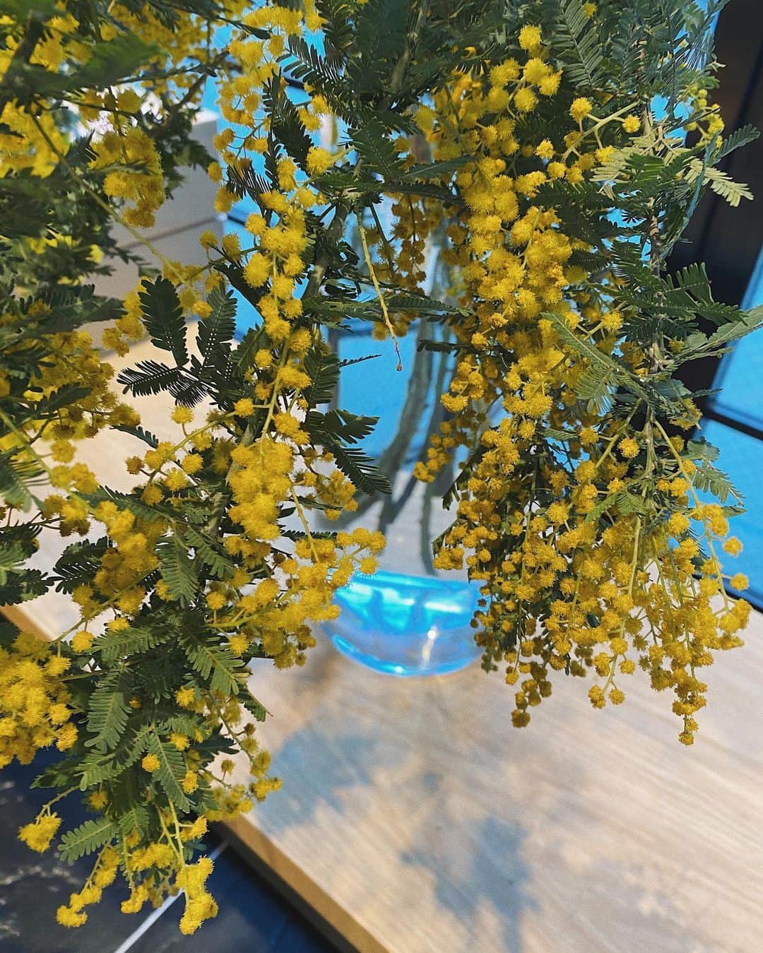 翁安芸さんのインスタグラム写真 - (翁安芸Instagram)「Mimosa💛  #ミモザの季節がやってきた #mimosa」2月12日 15時19分 - akinyc
