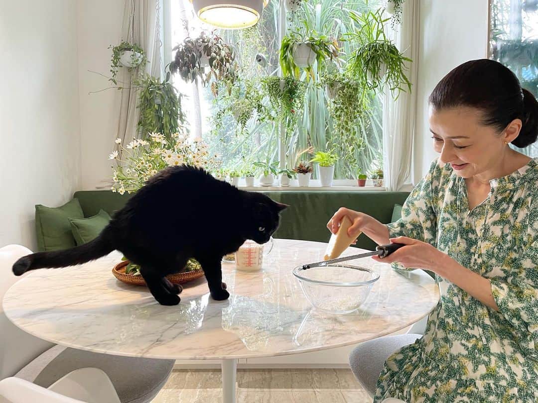 のインスタグラム：「パルミジャーノチーズを削っていたら、良いに匂いに誘われてライカ登場。その後、ダリ乱入。 #黒猫　#シュヌードル #シュナプー ##schnoodle  ワンピースは#ハウスオブロータス #houseoflotus」